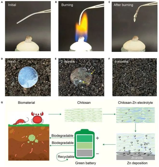 Zincbased batteries made from crab shells can be biodegraded in 5